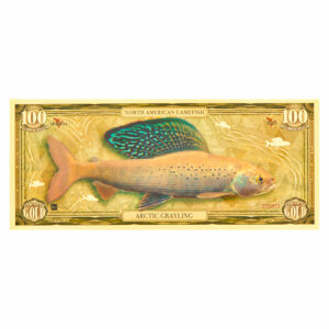 Oronote Arctic Grayling