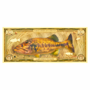 Oronote Largemouth Bass