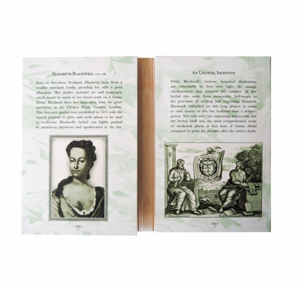 Oronote oro puro 999.9 ‰ Stampa Botanica in oro dedicata a Elizabeth Blackwell - immagine 2