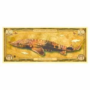 Oronote Rock Sturgeon