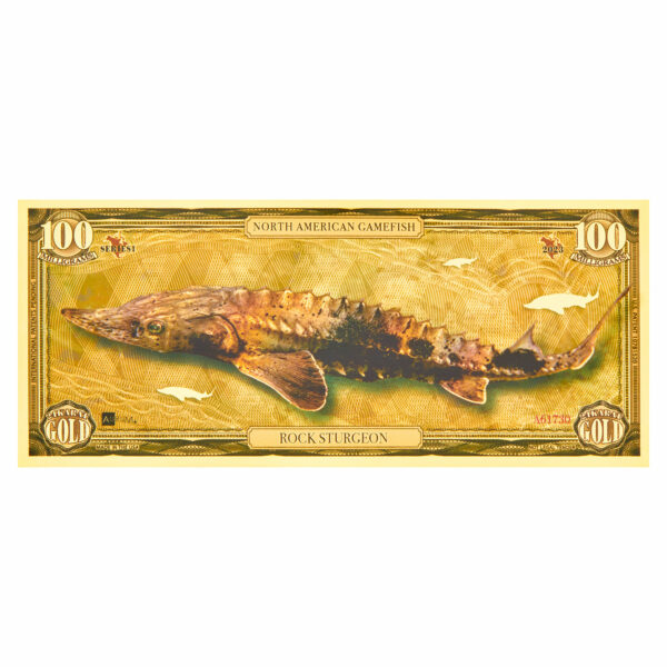 Oronote Rock Sturgeon